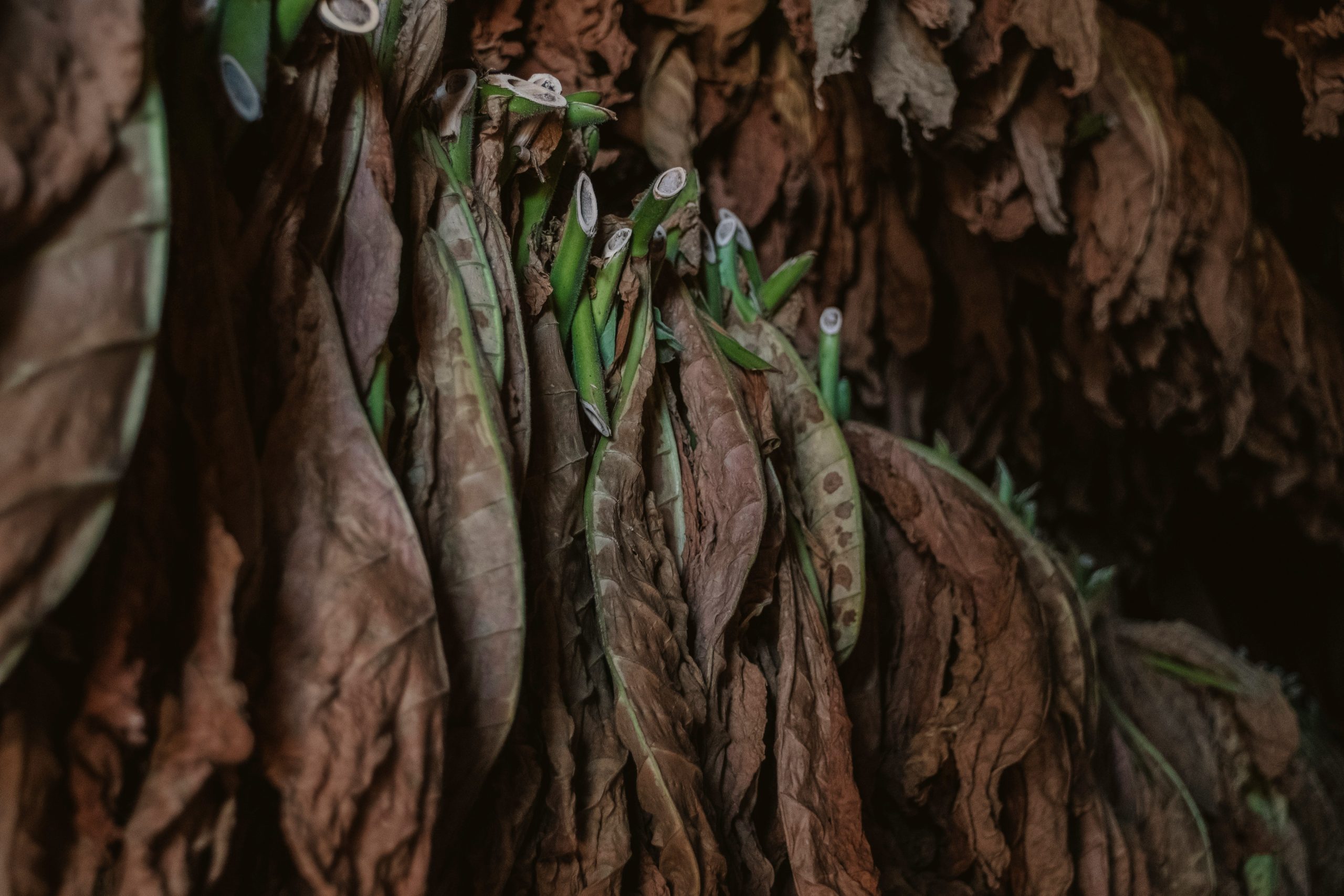 Close-up of dried tobacco leaves hanging in a curing barn, showing the traditional process of tobacco production